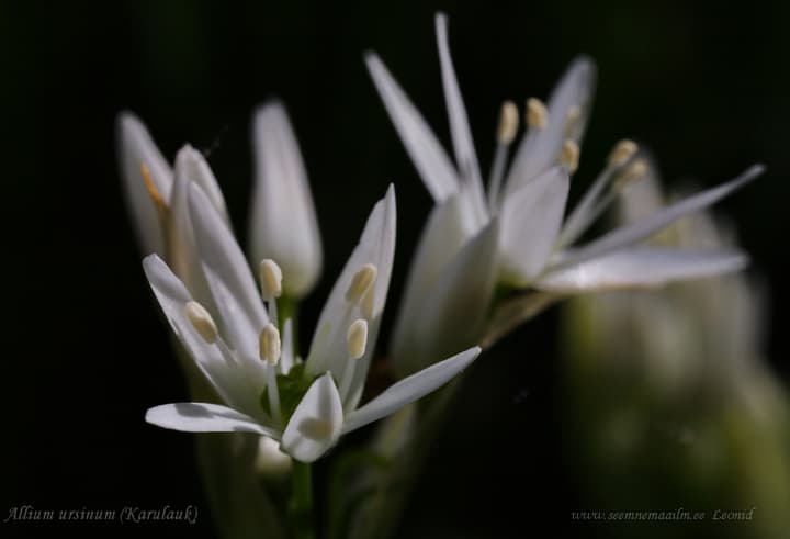 Allium ursinum, Karulauk